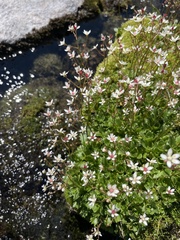 Micranthes stellaris