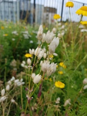 Silene vulgaris