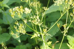Anthriscus sylvestris