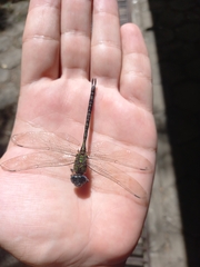 Aeshnidae