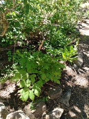 Actaea arizonica