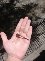 Aeshnidae