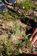 Gymnodiscus linearifolia