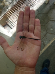 Aeshnidae