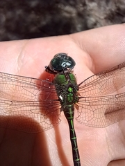 Aeshnidae