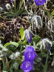 Campanula orbelica