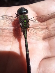 Aeshnidae