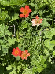 Geum coccineum