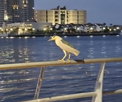Nycticorax nycticorax