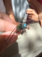 Aeshnidae