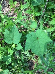 Ampelopsis glandulosa heterophylla