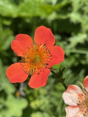 Geum coccineum