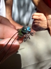 Aeshnidae