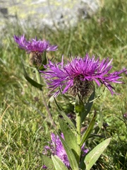 Centaurea nervosa