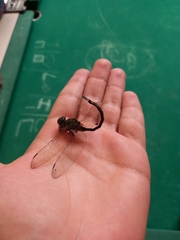 Aeshnidae