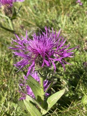Centaurea nervosa