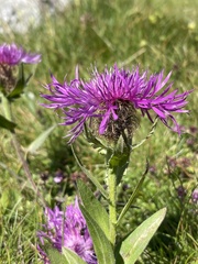 Centaurea nervosa