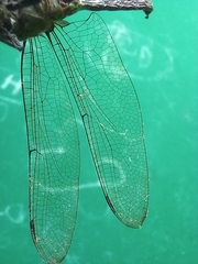 Aeshnidae