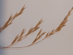 Bromus benekenii