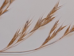 Bromus benekenii