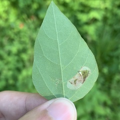 Macrosaccus morrisella