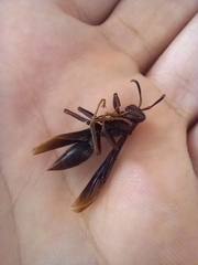 Aphanilopterus