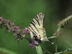 Iphiclides podalirius