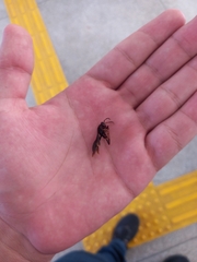 Aphanilopterus