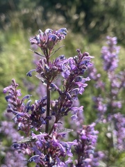 Nepeta nuda