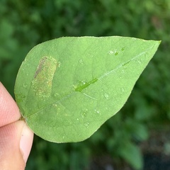 Macrosaccus morrisella