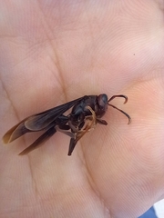Aphanilopterus