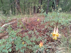 Aquilegia desertorum