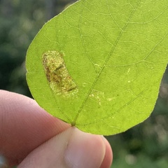 Macrosaccus morrisella