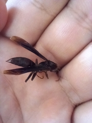 Aphanilopterus