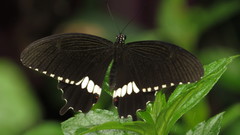 Papilio polytes romulus