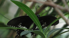 Papilio polytes romulus