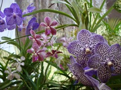 Orchidaceae