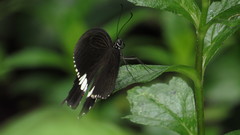 Papilio polytes romulus