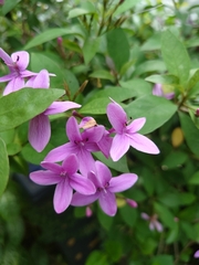 Pseuderanthemum laxiflorum