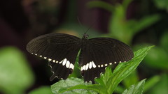 Papilio polytes romulus