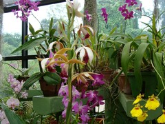 Orchidaceae