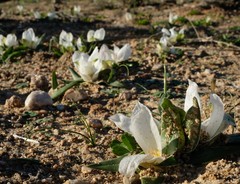 Colchicum capense ciliolatum