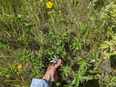 Potentilla pulcherrima