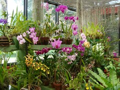 Orchidaceae