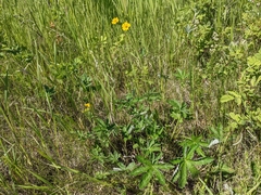 Potentilla pulcherrima