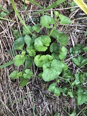 Viola arcuata