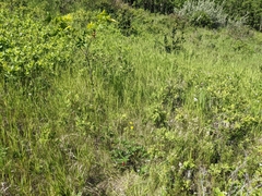 Potentilla pulcherrima