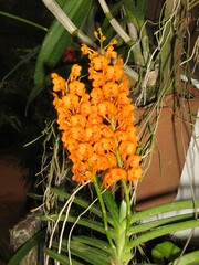 Orchidaceae