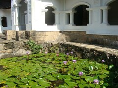 Nymphaea