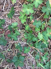 Geranium thunbergii